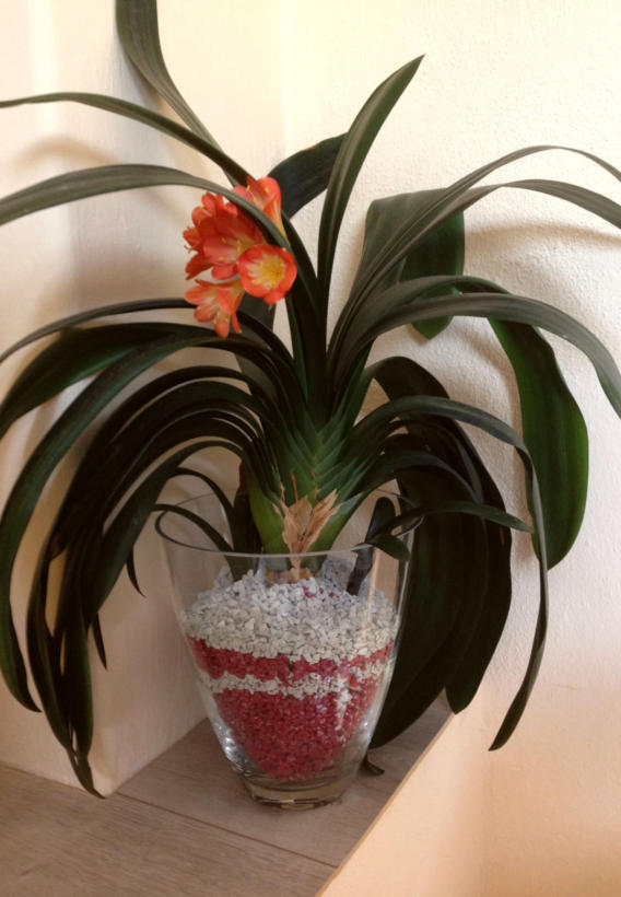 Colomi Orchideensubstrat eignet sich auch als Hydrokultur