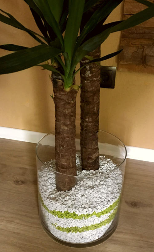 Colomi Orchideensubstrat eignet sich auch als Hydrokultur