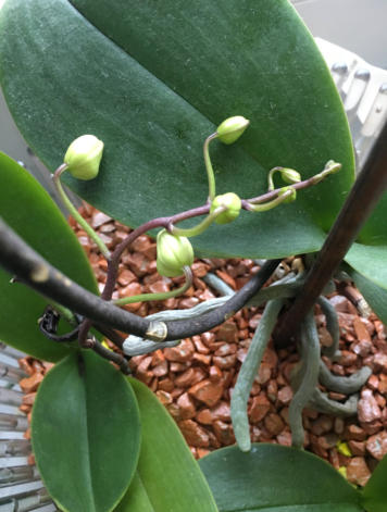 Colomi Orchideensubstrat und Wurzeln