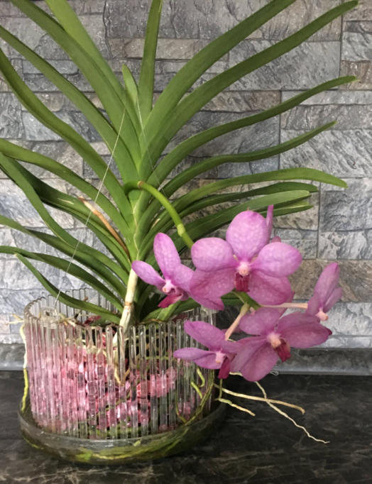 Vanda im Orchitop mit Colomi Orchideengranulat