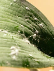 Wolllausbefall einer Phalaneopsis