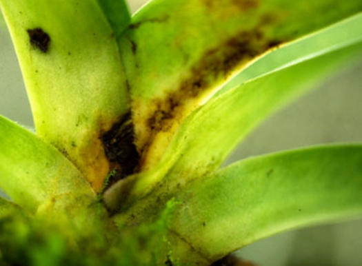 Cyclamenmilben geschädigte Blattstengel