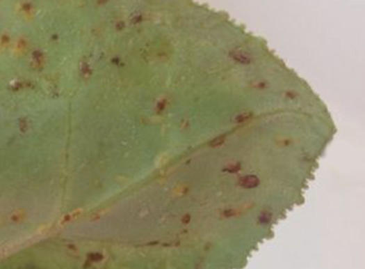 Cyclamenmilben auf einem Blatt