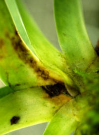 Geschädigte Blattstengel durch Cyclamenmilben