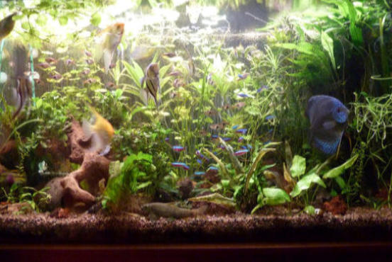 Aquarium von Herrn Reuther, Aquariumverein Marktredwitz