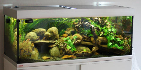 Aquarium von Herrn Dr. Kossmann, Aquarienfreunde Bayreuth