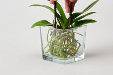 Umtopfen mit Colomi Orchideengranulat in ein Glasgefäß