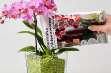 Umtopfen mit Colomi Orchideengranulat in ein Glasgefäß