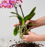 Umtopfen mit Colomi Orchideengranulat in ein Glasgefäß