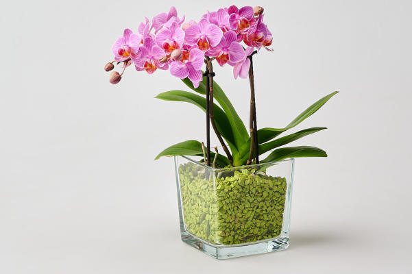 Umtopfen mit Colomi Orchideengranulat in ein Glasgefäß