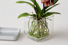 Einpflanzen im Colomi Care Orchideentopf