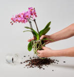 Einpflanzen im Colomi Care Orchideentopf