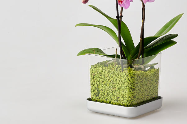 Einpflanzen im Colomi Care Orchideentopf