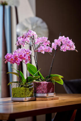 Verschiedenen Orchideen in Colomi Orchideengranulat gepflanzt