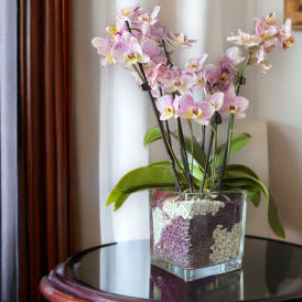 Verschiedenen Orchideen in Colomi Orchideengranulat gepflanzt