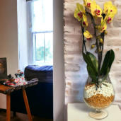 Verschiedenen Orchideen in Colomi Orchideengranulat gepflanzt