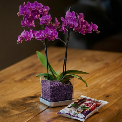 Verschiedenen Orchideen in Colomi Orchideengranulat gepflanzt