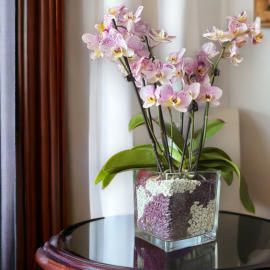 Verschiedenen Orchideen in Colomi Orchideengranulat gepflanzt