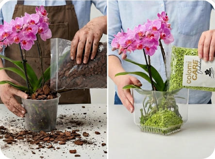 Mit Colomi Orchideengranulat bleiben Hände und Arbeitsflächen beim umtopfen sauber