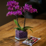 Verschiedenen Orchideen in Colomi Orchideengranulat gepflanzt
