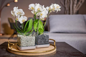 Verschiedenen Orchideen in Colomi Orchideengranulat gepflanzt