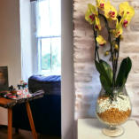 Verschiedenen Orchideen in Colomi Orchideengranulat gepflanzt