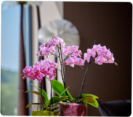 Colomi Care Orchideen Pflanztopf und Orchideengranulat
