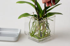 Einpflanzen im Colomi Care Orchideentopf