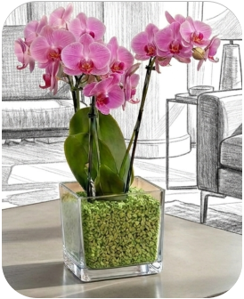 Colomi Care Orchideen Pflanztopf und Orchideengranulat