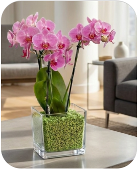 Colomi Care Orchideen Pflanztopf und Orchideengranulat