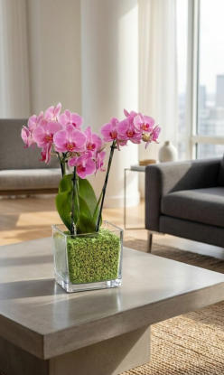 Bespiele von Orchideen im Colomi Orchideensubstrat