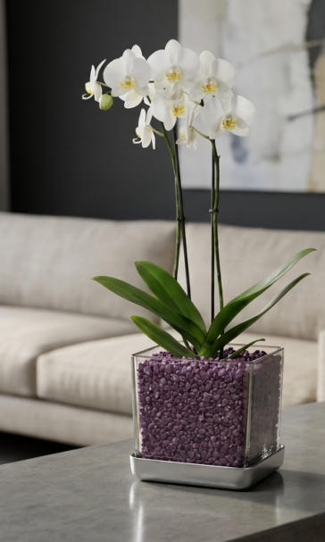 Beispiel Bilder von verschieden Orchideen in Glasgefäßen und Orchitop mit Colomi Orchideensubstrat