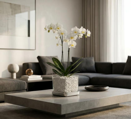Beispiel Bilder von verschieden Orchideen in Glasgefäßen und Orchitop mit Colomi Orchideensubstrat