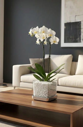 Bespiele von Orchideen im Colomi Orchideensubstrat