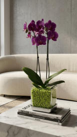 Bespiele von Orchideen im Colomi Orchideensubstrat