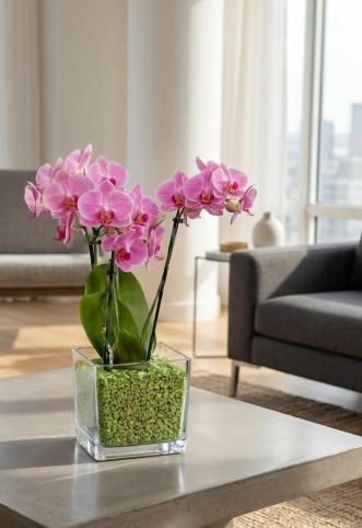 Bespiele von Orchideen im Colomi Orchideensubstrat