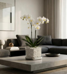 Beispiel Bilder von verschieden Orchideen in Glasgefäßen und Orchitop mit Colomi Orchideensubstrat