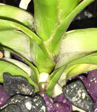 Wachstumsphase einer Vanda im Colomi Vandasubstrat