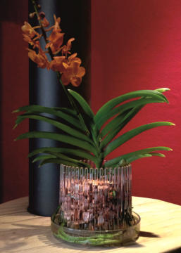 Vanda Orchideen in Colomi Vandasubstrat eingepflanzt