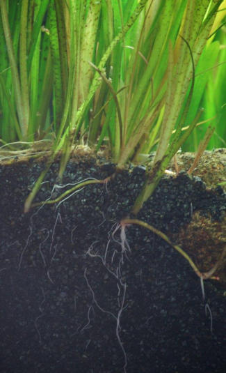 Detailansicht Wurzelwachstum mit unserem Aquariumboden