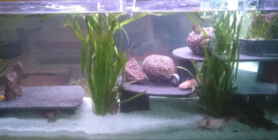 Aquarium mit Axolotle