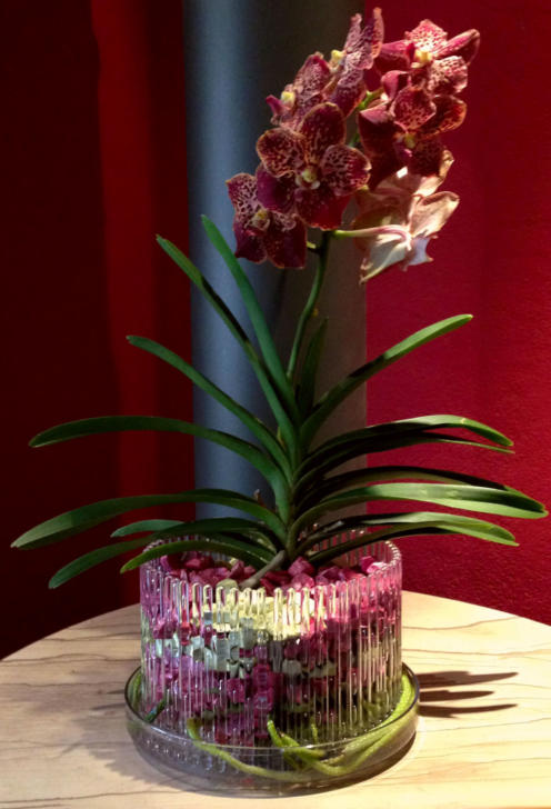 Colomi Orchideensubstrat im Glasgefäß