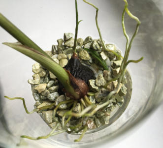 Bilder im Vergleich zu normalen Substrat gegenüber unser patentiertes Colomi Orchideensubstrat