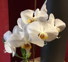 Die Bilder zeigen eine Orchidee die schon mehrere Jahre in Colomi Orchideensubstrat gepflanzt ist